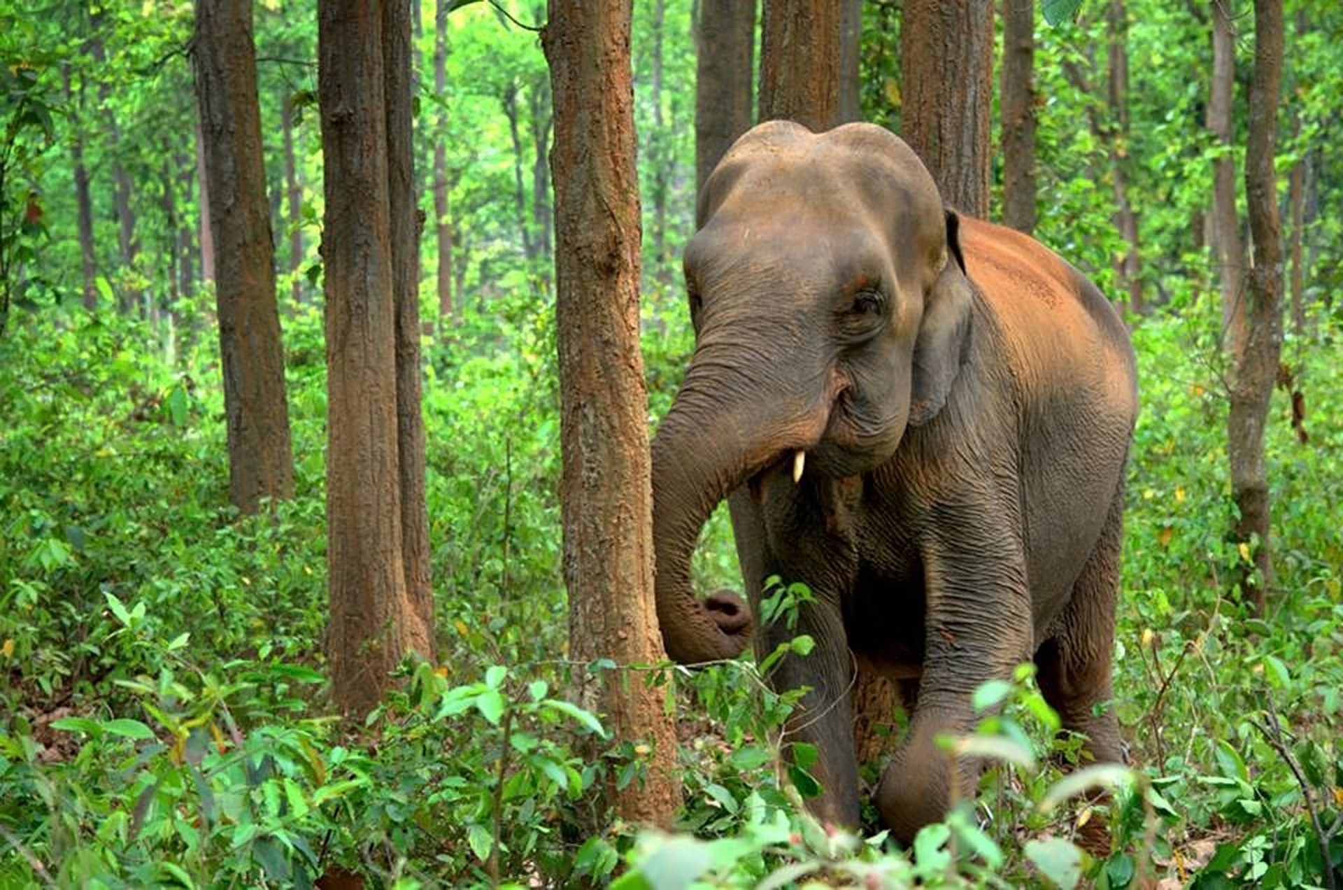 On peut désormais dormir au milieu des éléphants en Thaïlande ! • Fun Radio